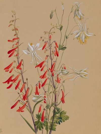 Ohne Titel--Blumenstudie von Mary Vaux Walcott