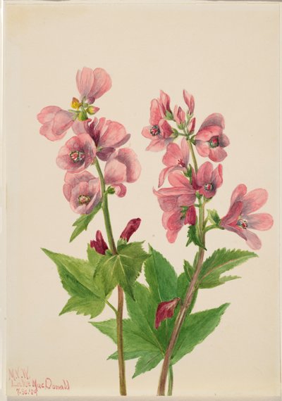 Ohne Titel--Blumenstudie von Mary Vaux Walcott