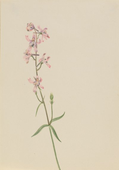 Ohne Titel - Blumenstudie von Mary Vaux Walcott