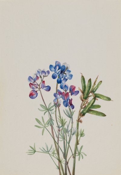 Ohne Titel - Blumenstudie von Mary Vaux Walcott