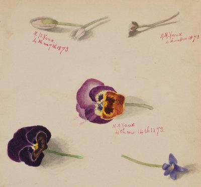 Ohne Titel - Blumenstudie, 1873 von Mary Vaux Walcott