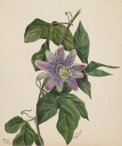Unbetitelt--Blumenstudie, 1879 von Mary Vaux Walcott