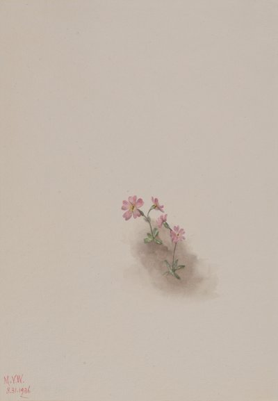Unbetitelt - Blumenstudie, 1936 von Mary Vaux Walcott
