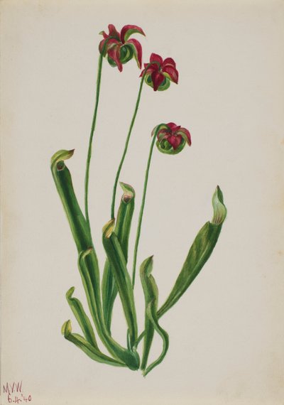 Ohne Titel - Blumenstudie von Mary Vaux Walcott