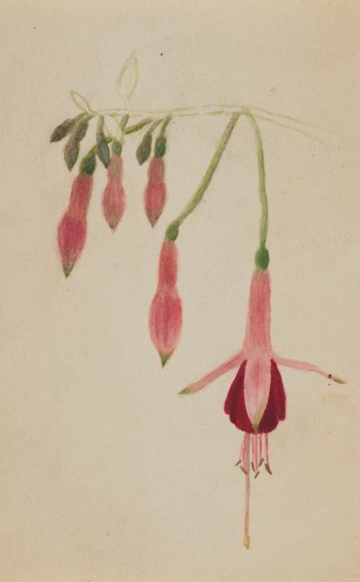 Ohne Titel - Blumenstudie, ca. 1872-1874 von Mary Vaux Walcott