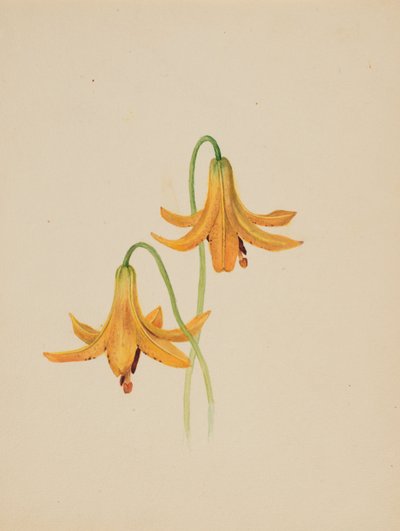 Unbetitelt - Blumenstudie, ca. 1876-1878 von Mary Vaux Walcott