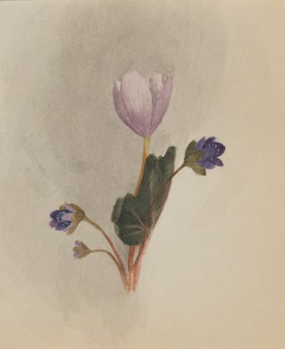 Ohne Titel--Blumenstudie, ca. 1876. von Mary Vaux Walcott