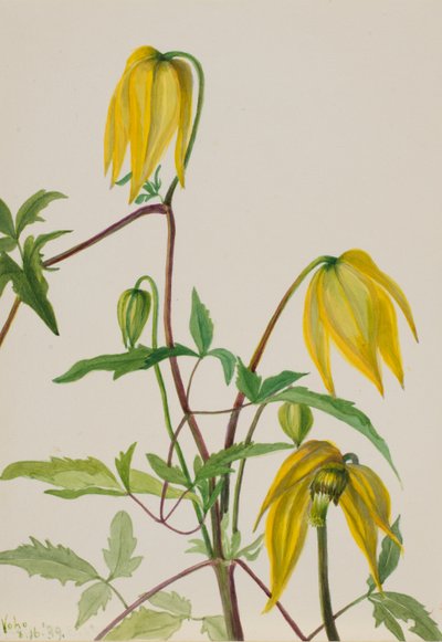 Ohne Titel - Pflanzenstudie von Mary Vaux Walcott