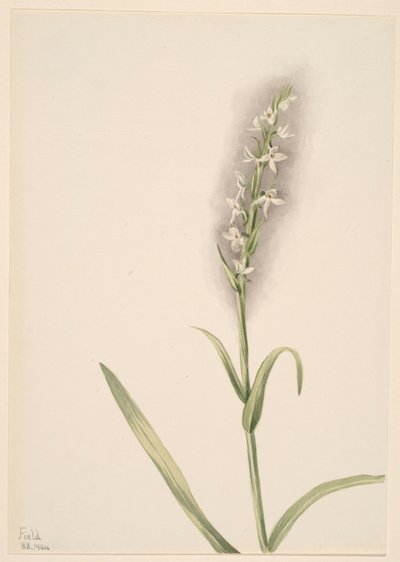 Ohne Titel--Pflanzenstudie von Mary Vaux Walcott