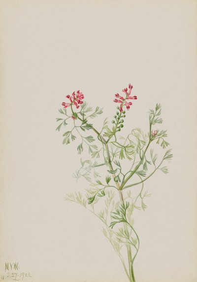Ohne Titel - Pflanzenstudie von Mary Vaux Walcott