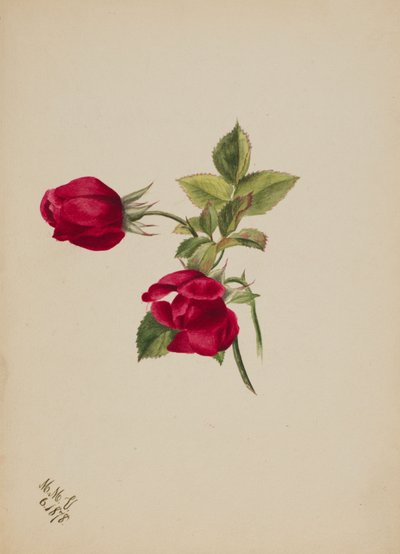Ohne Titel--Rose, 1878 von Mary Vaux Walcott