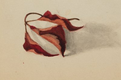 Ohne Titel (Gekräuselte Herbstblätter) von Mary Vaux Walcott
