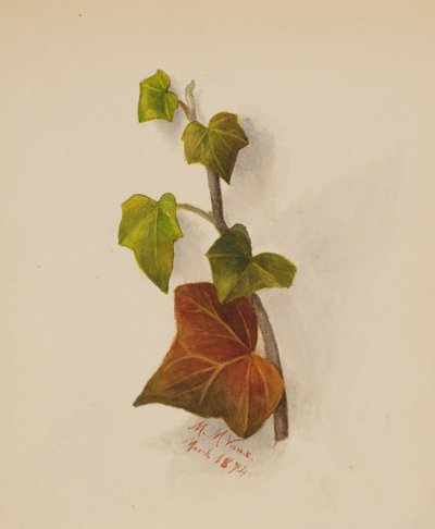 Ohne Titel (Efeu) von Mary Vaux Walcott
