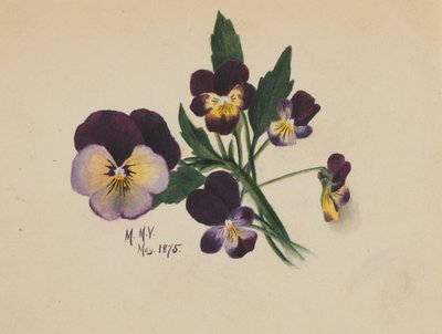 Ohne Titel (Stiefmütterchen) von Mary Vaux Walcott