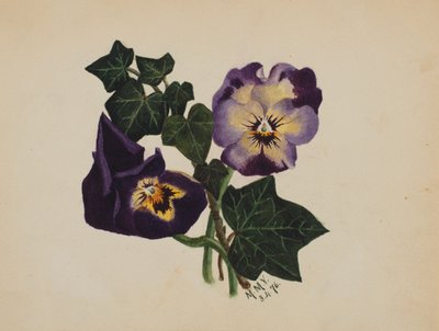 Ohne Titel (Stiefmütterchen und Efeu) von Mary Vaux Walcott