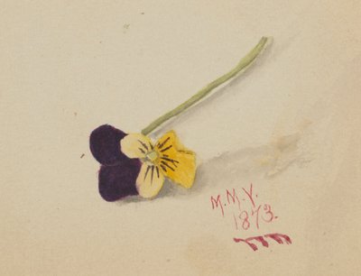 Ohne Titel (Stiefmütterchen) von Mary Vaux Walcott
