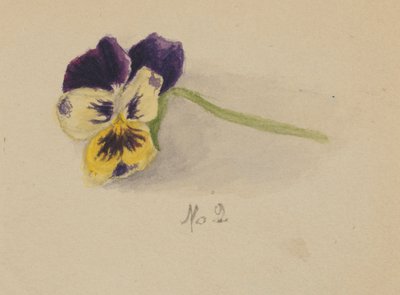 Ohne Titel (Stiefmütterchen) von Mary Vaux Walcott