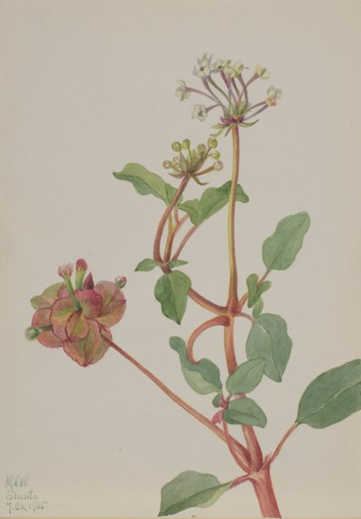 Ohne Titel (Tripterocalyx pedunculatus) von Mary Vaux Walcott