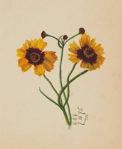 Ohne Titel, 1875 von Mary Vaux Walcott