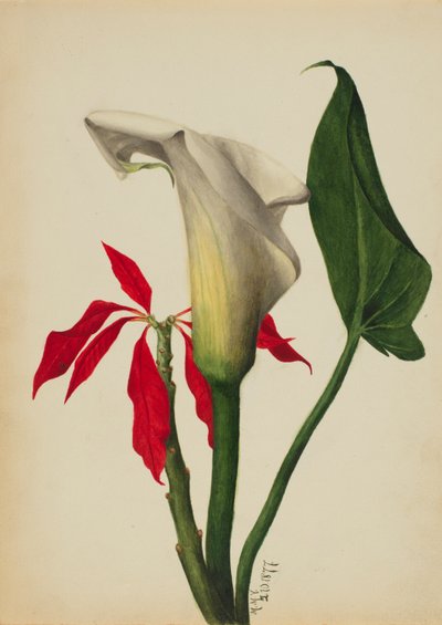 Unbetitelte Calla-Lilie von Mary Vaux Walcott