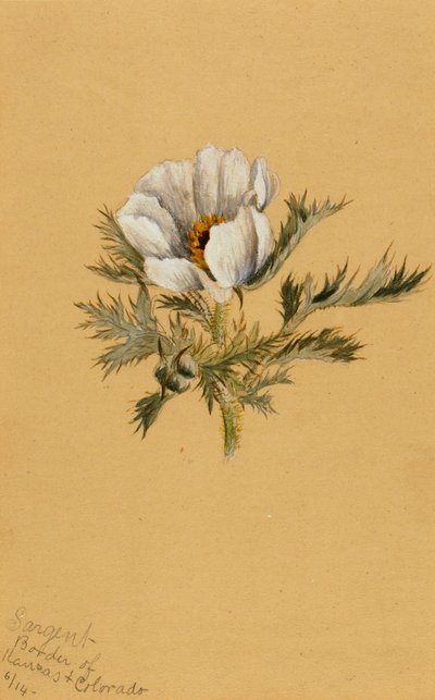 Ohne Titel, Blumenstudie, 1883 von Mary Vaux Walcott