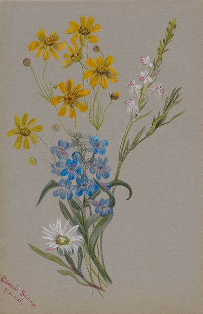 Ohne Titel, Gruppe von Blumen, 1883 von Mary Vaux Walcott