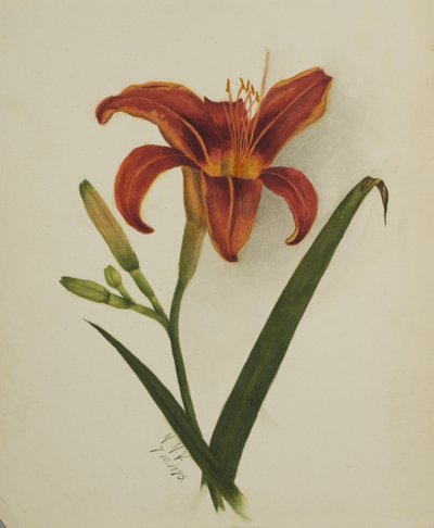 Ohne Titel Lilie, 1875 von Mary Vaux Walcott