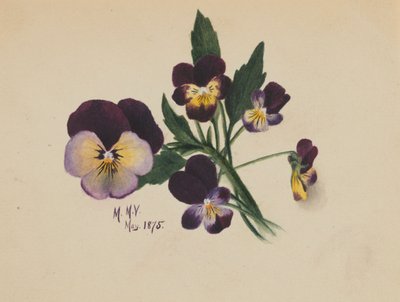 Ohne Titel (Stiefmütterchen) von Mary Vaux Walcott