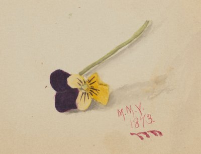 Ohne Titel Stiefmütterchen, 1873 von Mary Vaux Walcott