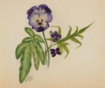 Ohne Titel (Stiefmütterchen) von Mary Vaux Walcott