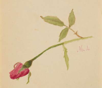 Ohne Titel Rose, 1872 von Mary Vaux Walcott