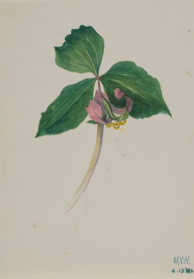 Ohne Titel von Mary Vaux Walcott