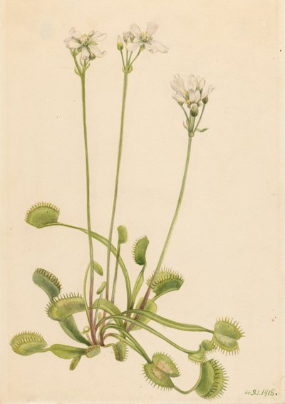 Venusfliegenfalle (Dionaea muscipula) von Mary Vaux Walcott