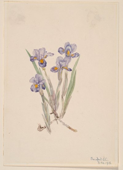 Frühlings-Iris (Iris verna) von Mary Vaux Walcott