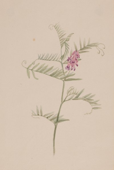 Vicia americana von Mary Vaux Walcott