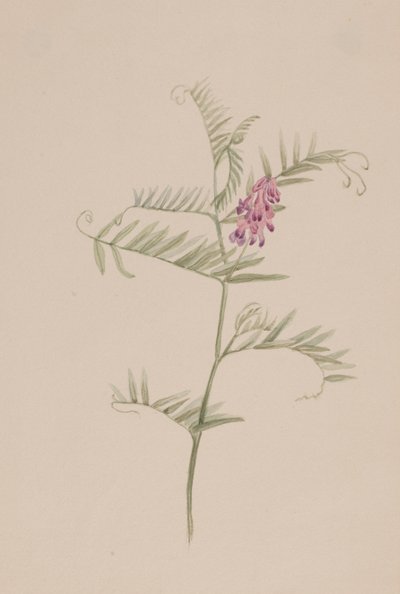 Vicia americana, ca. 1917-1918 von Mary Vaux Walcott