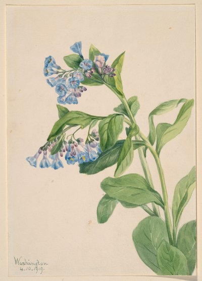 Virginia-Blauglöckchen (Mertensia virginica) von Mary Vaux Walcott