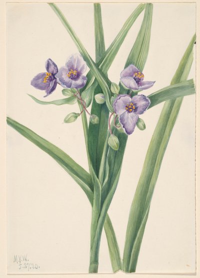 Virginia-Dreimasterblume Tradescantia virginiana, 1920 von Mary Vaux Walcott