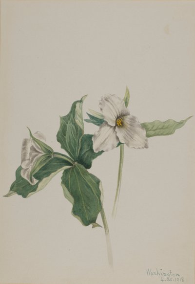Waldlilie (Trillium grandiflorum) von Mary Vaux Walcott