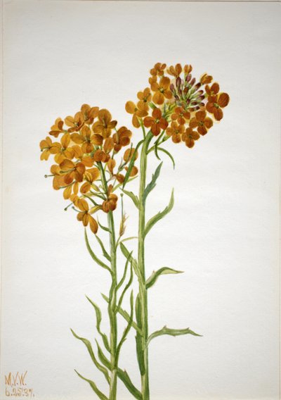 Goldlack Erysimum wheeleri, 1937. von Mary Vaux Walcott