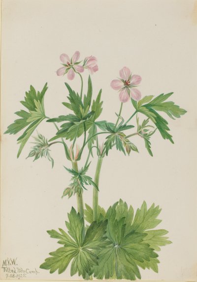 Westlicher Storchschnabel (Geranium viscosissimum) von Mary Vaux Walcott