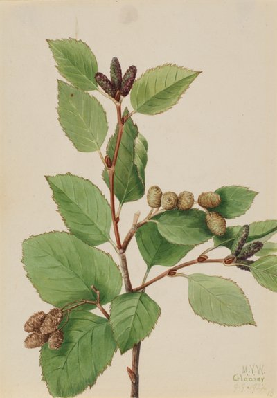 Westliche Grüne Erle Alnus sinuata von Mary Vaux Walcott