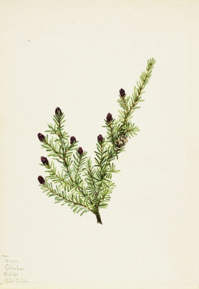 Westliche Hemlocktanne (Tsuga heterophylla) von Mary Vaux Walcott