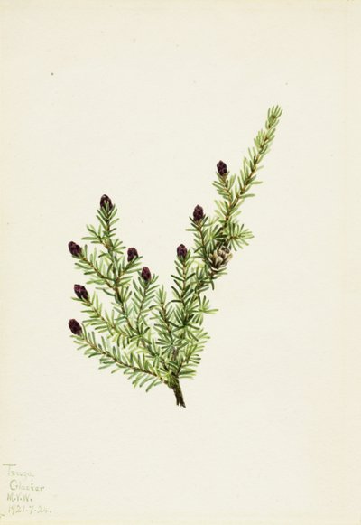 Westliche Hemlocktanne Tsuga heterophylla von Mary Vaux Walcott
