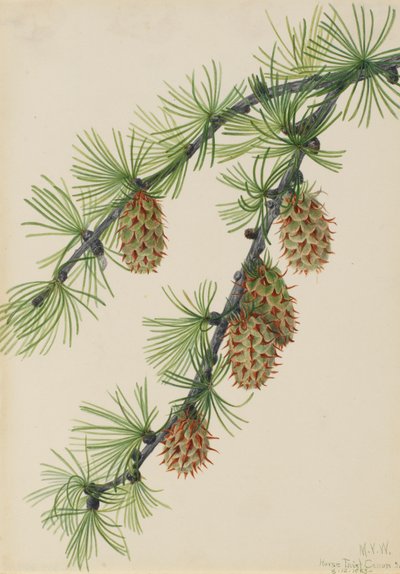 Westliche Lärche, 1923 von Mary Vaux Walcott