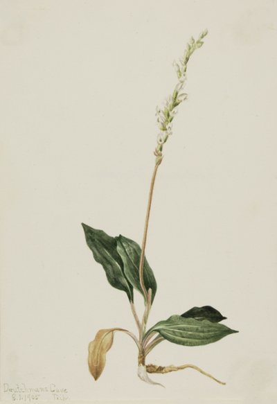 Westliche Klapperschlangen-Orchidee Peranium decipiens, 1905 von Mary Vaux Walcott