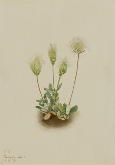 Weiße Dryade (Dryas octopetala) von Mary Vaux Walcott