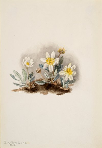 Weiße Dryade Dryas octopetala, 1902 von Mary Vaux Walcott