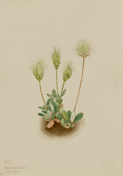 Weiße Dryade Dryas octopetala, 1920 von Mary Vaux Walcott