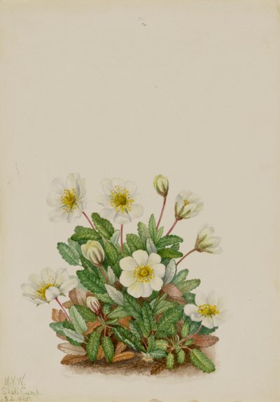 Weiße Dryade Dryas octopetala von Mary Vaux Walcott